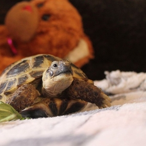 Здоровая сухопутная черепаха ищет ответственного,  заботливого хозяина 