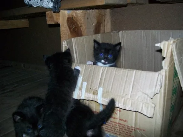 Маленькие котята ищут дом!