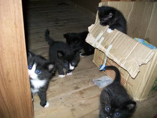 Маленькие котята ищут дом! 4