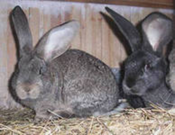 Кролики 3