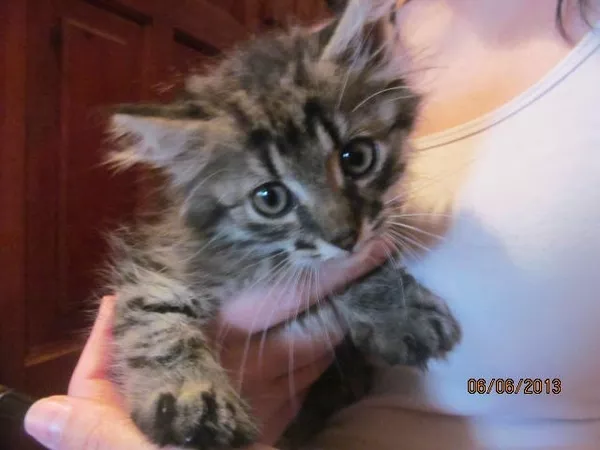 котенок в дар,  похож на МЭЙН-КУНА,  1, 5 месяца