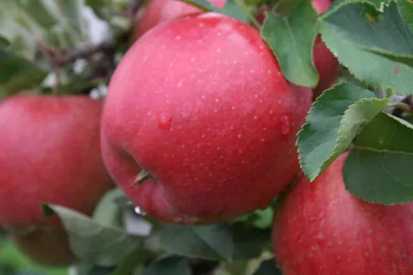 Продам (Продаю) Саженцы яблони Хоней Крисп «Honeycrisp»,  «Лигол»