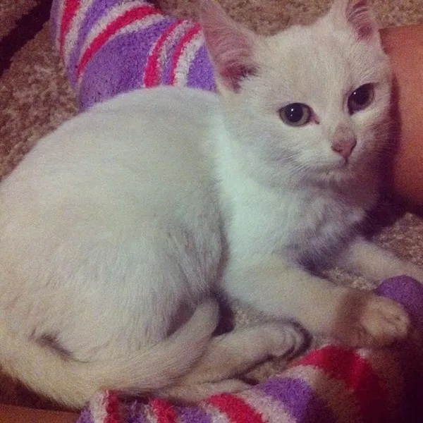 Дарю белого котёнка 2, 5 месяца
